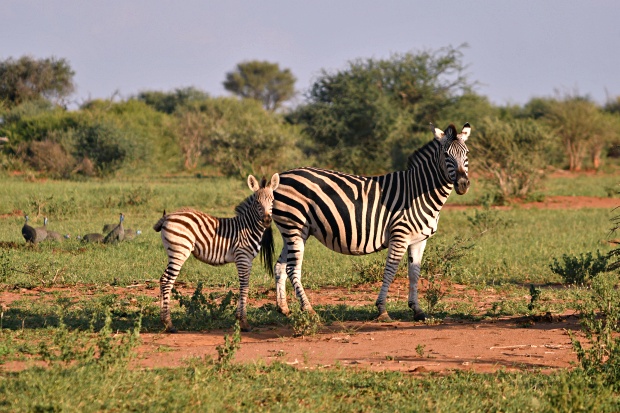 Adult zebra standing next to a young zebra at Madikwe
