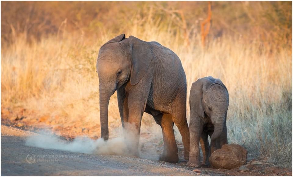calves walking through Madikwe in South Africa