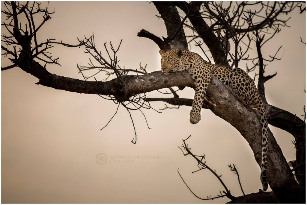 Leopard resting on tree branch