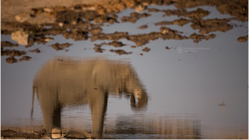 Elephant standing near water with reflection clearly visible on surface