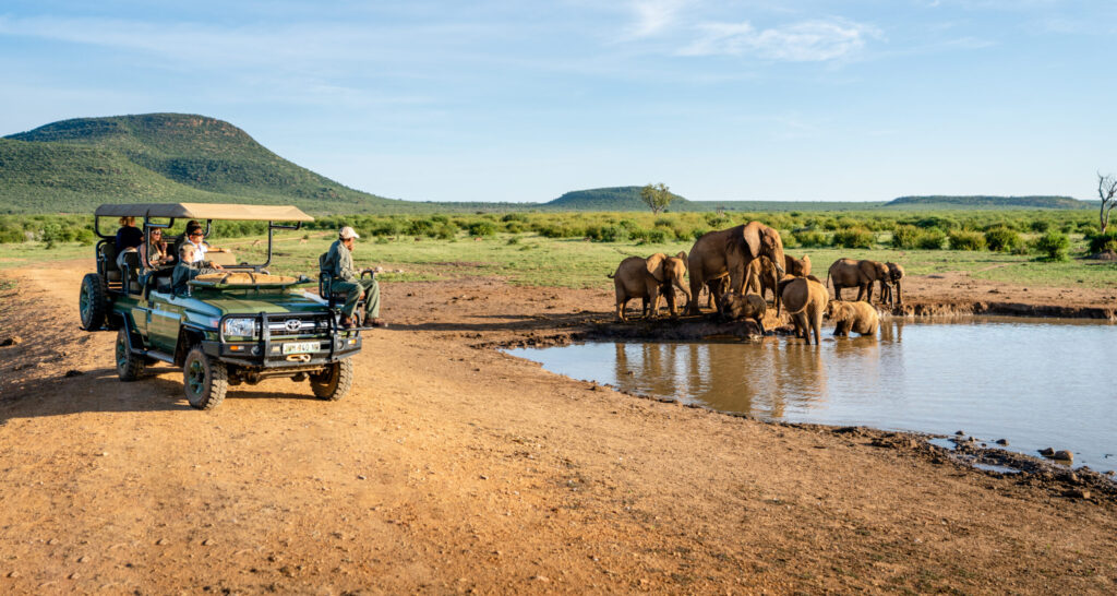 game drive on solo safari in Madikwe