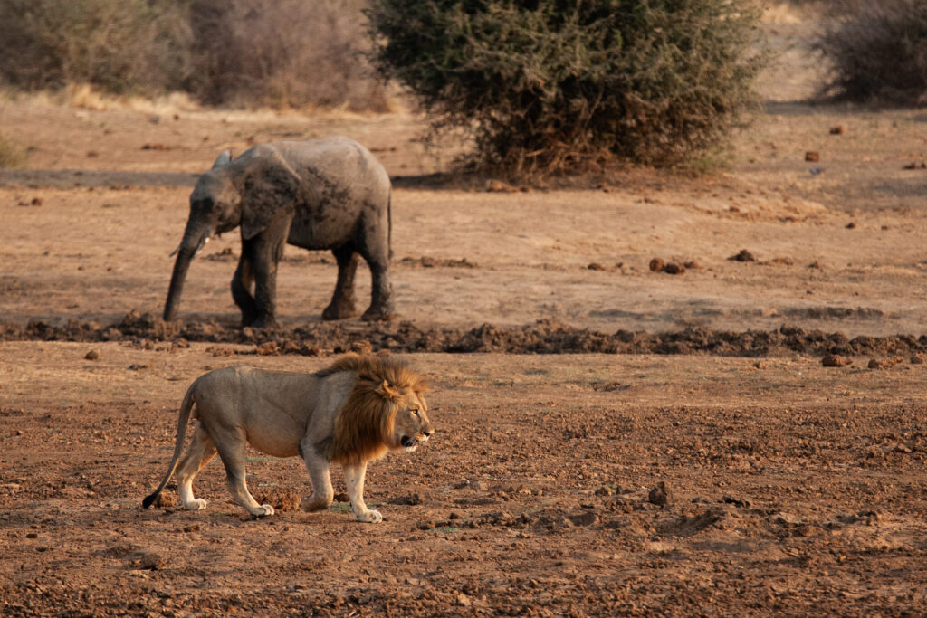 lion and elephant in the distance