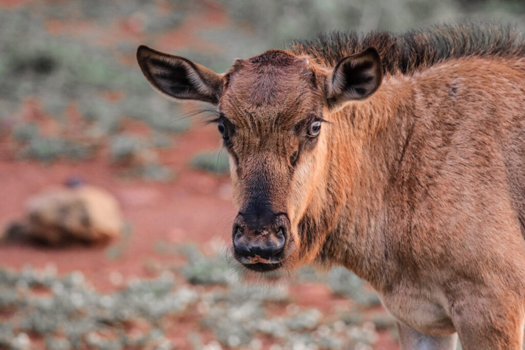 wild animal sighting at Madikwe