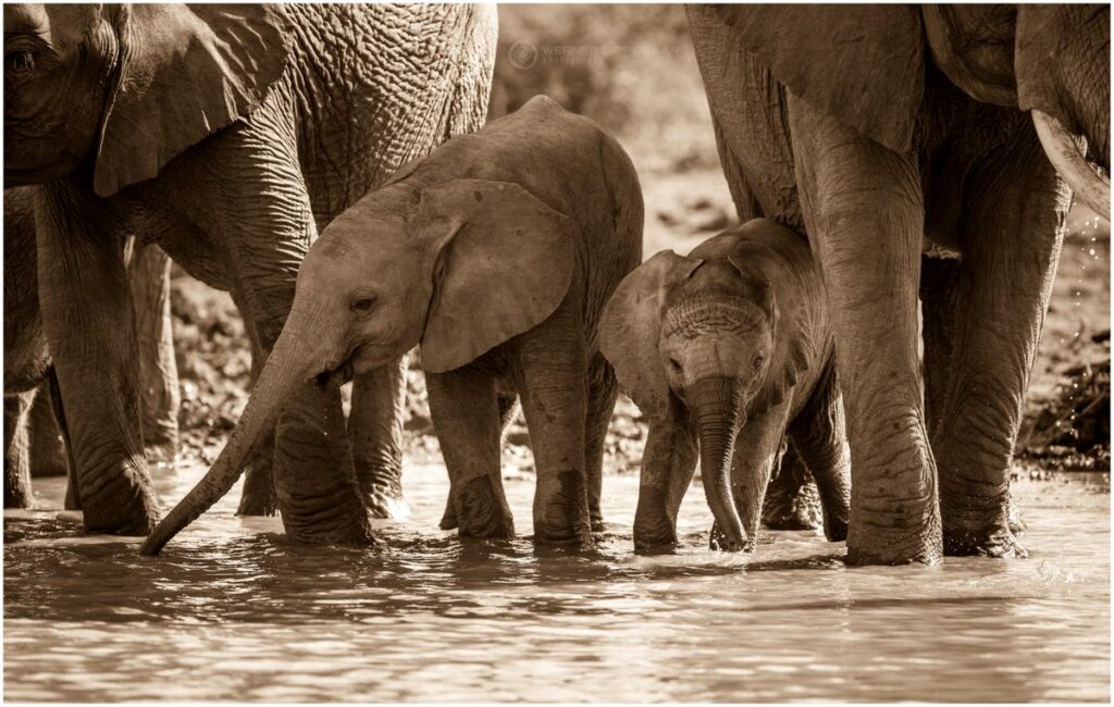 elephant calves at Madikwe waterhole