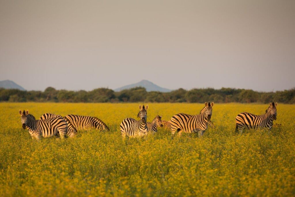 Herd of Zebras standing in green landscape