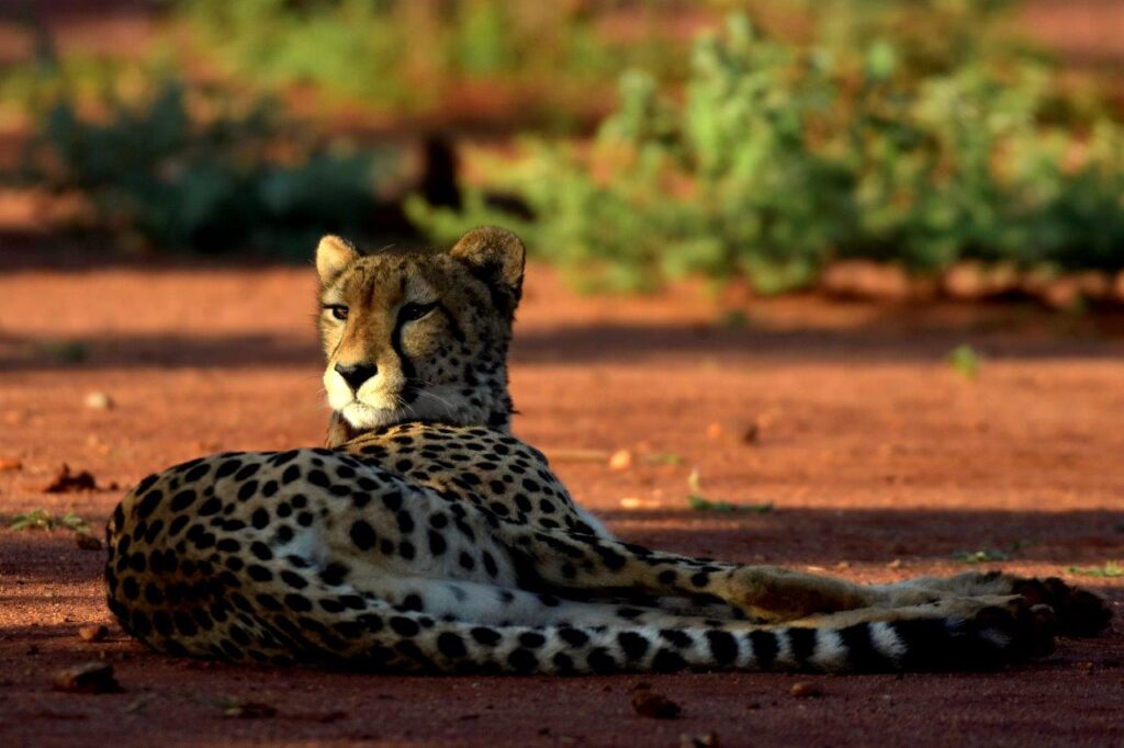 female cheetah resting in a shade