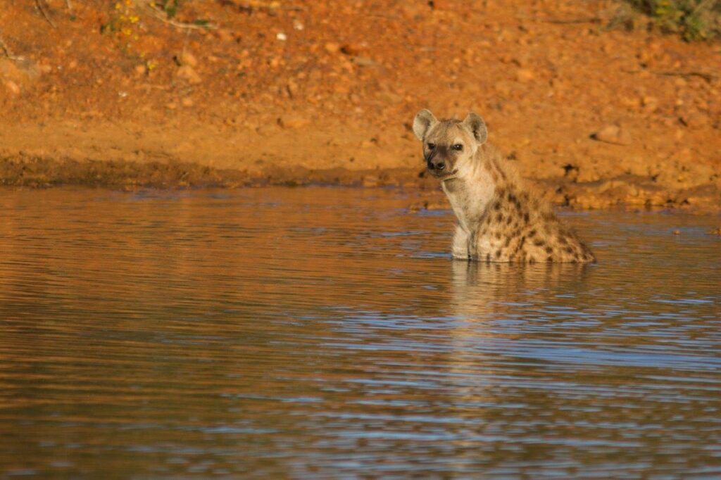 Spotted hyena cooling off in water