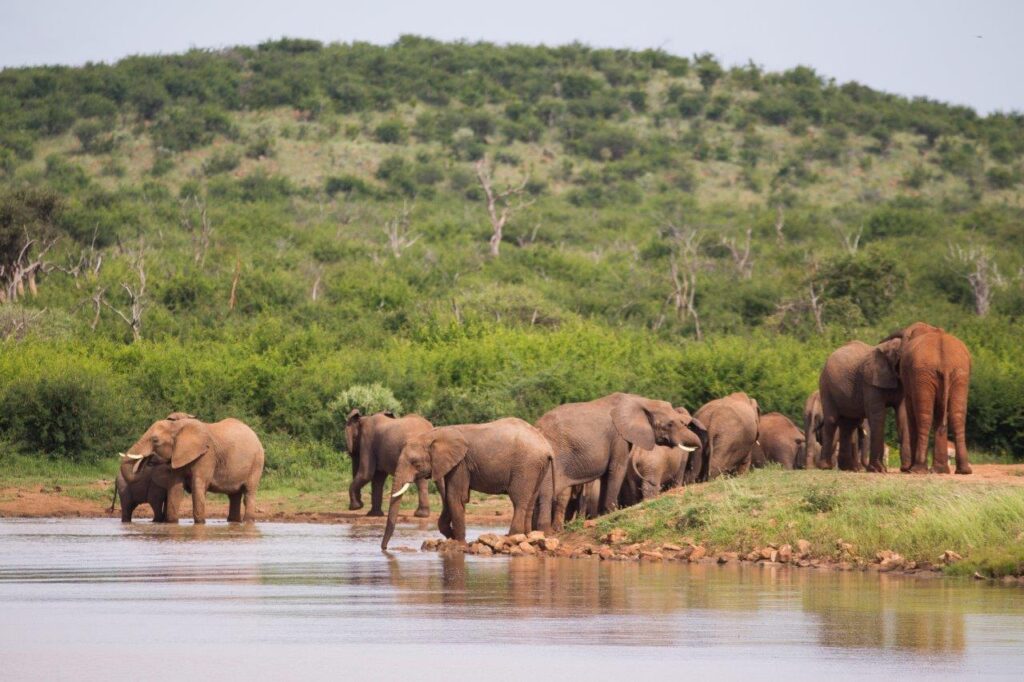 herd of elephants at waterhole