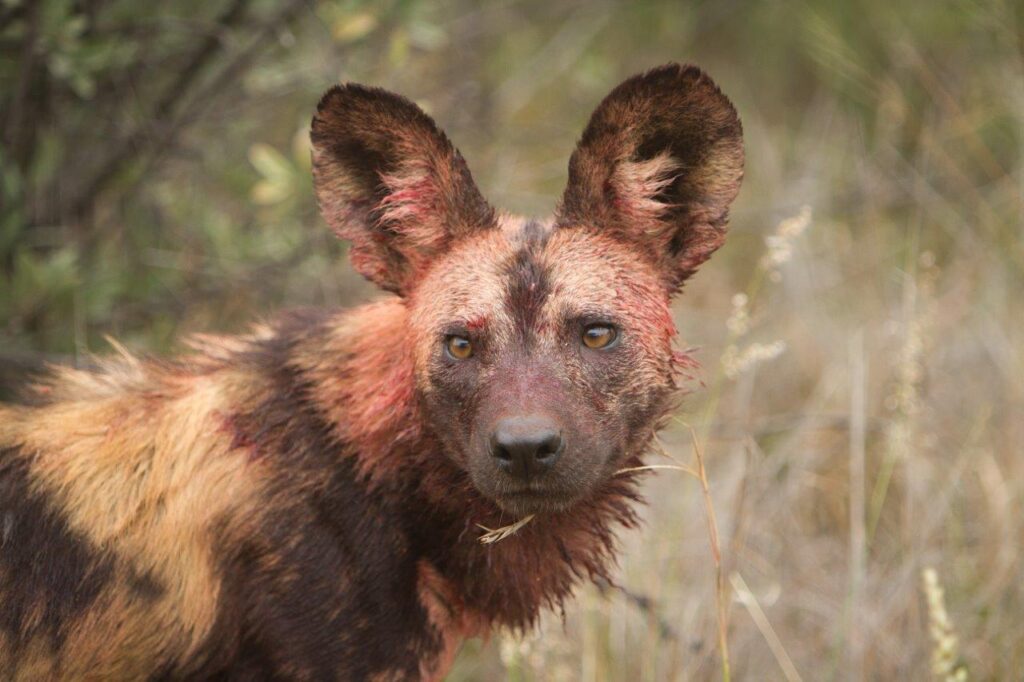 wild dog with blood on its face after meal
