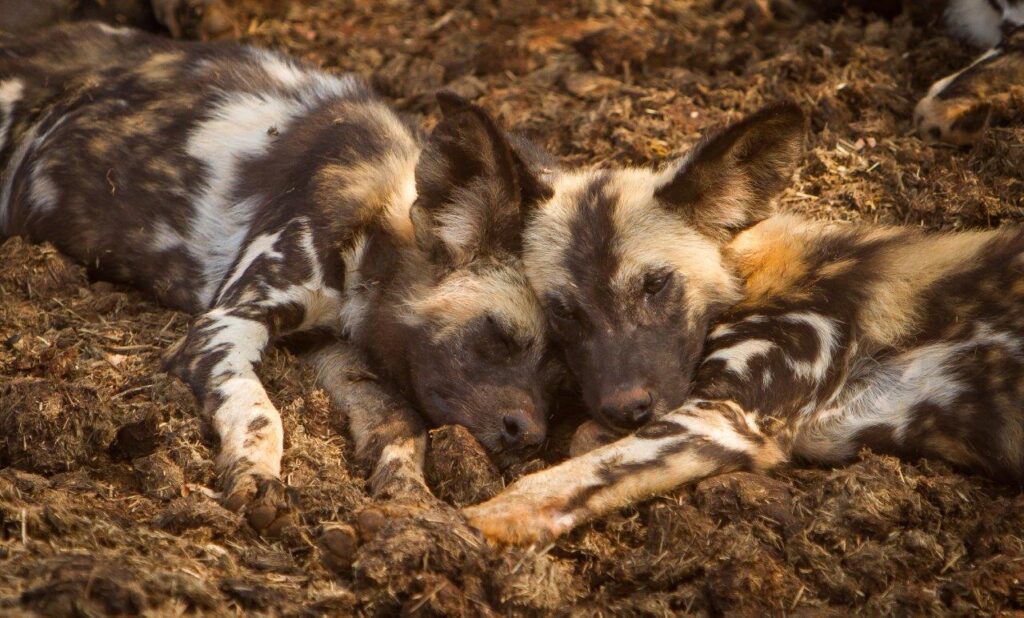 two wild dogs napping next to eachother at Madikwe
