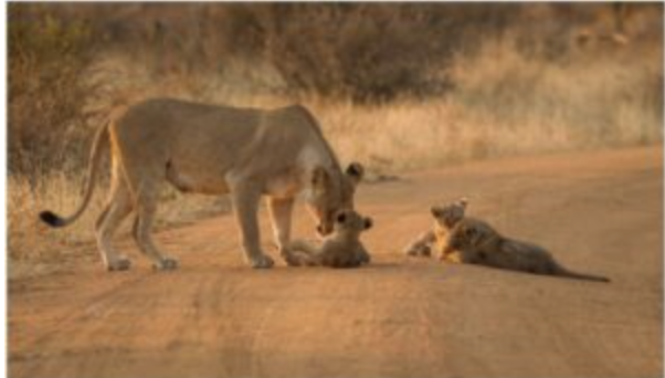 lioness with three cubs at Madikwe