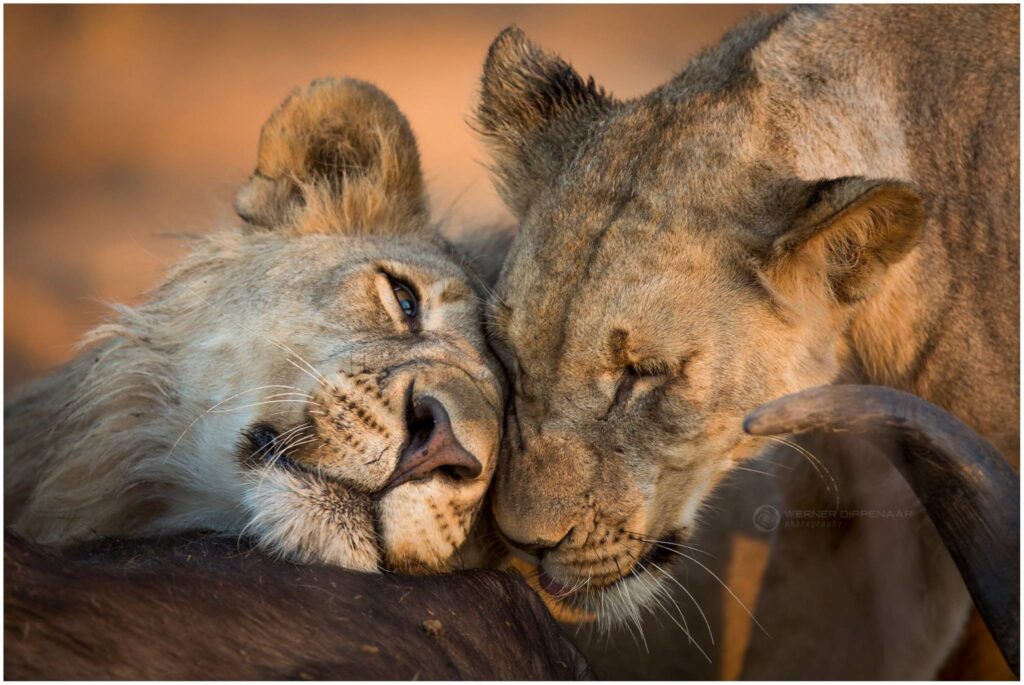two lions spotted on safari during honeymoon