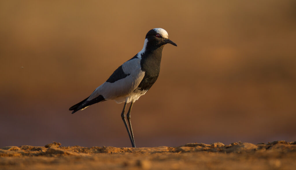 Black and white bird spotted in Madikwe
